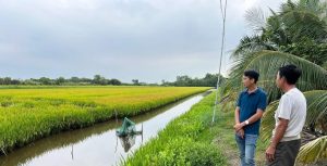 Khuyến nông Bạc Liêu triển khai mô hình 20ha tôm – lúa hữu cơ