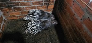 Phong trào nuôi con đặc sản lan tỏa khắp xứ Thanh