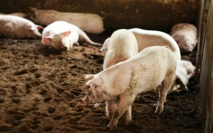 ‘Đại gia’ nuôi heo miền Bắc lãi quý III gấp 25 lần