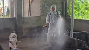 Rủi ro dịch bệnh bùng phát vì… tiếc tiền tiêm vaccine cho gia súc