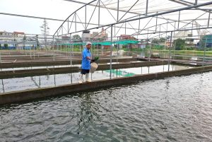 Tạo sông trong ao giúp năng suất nuôi cá tăng gấp 4 – 6 lần