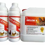 DUNG DỊCH UỐNG SELEN E OIL cho vật nuôi TĂNG CHẤT LƯỢNG TRỨNG, TỶ LỆ ĐẠT PHÔI, SIÊU LÊN GIỐNG, ĐỘNG DỤC HÀNG LOẠT