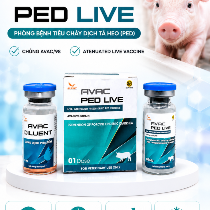 AVAC PED LIVE
